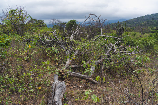 聖なる煙の不在：境界線に消えるパロサント、あるいは「祈り」の持続可能性について