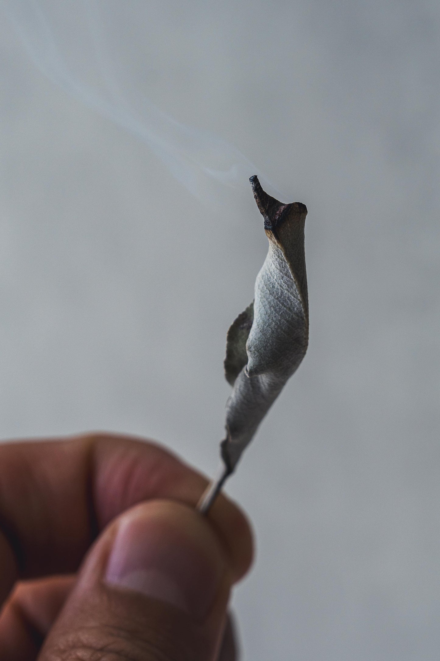 ホワイトセージ　トップス（枝付きリーフ）30g